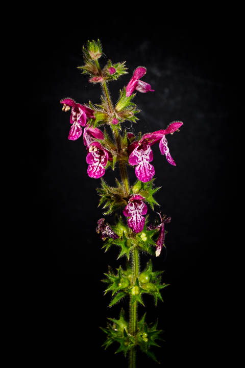 uninvited guests plant portraits by Richard Nicholls photographer, artist and designer