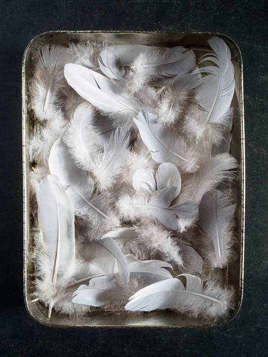 F is for Feathers – the shallow tin series by Richard Nicholls